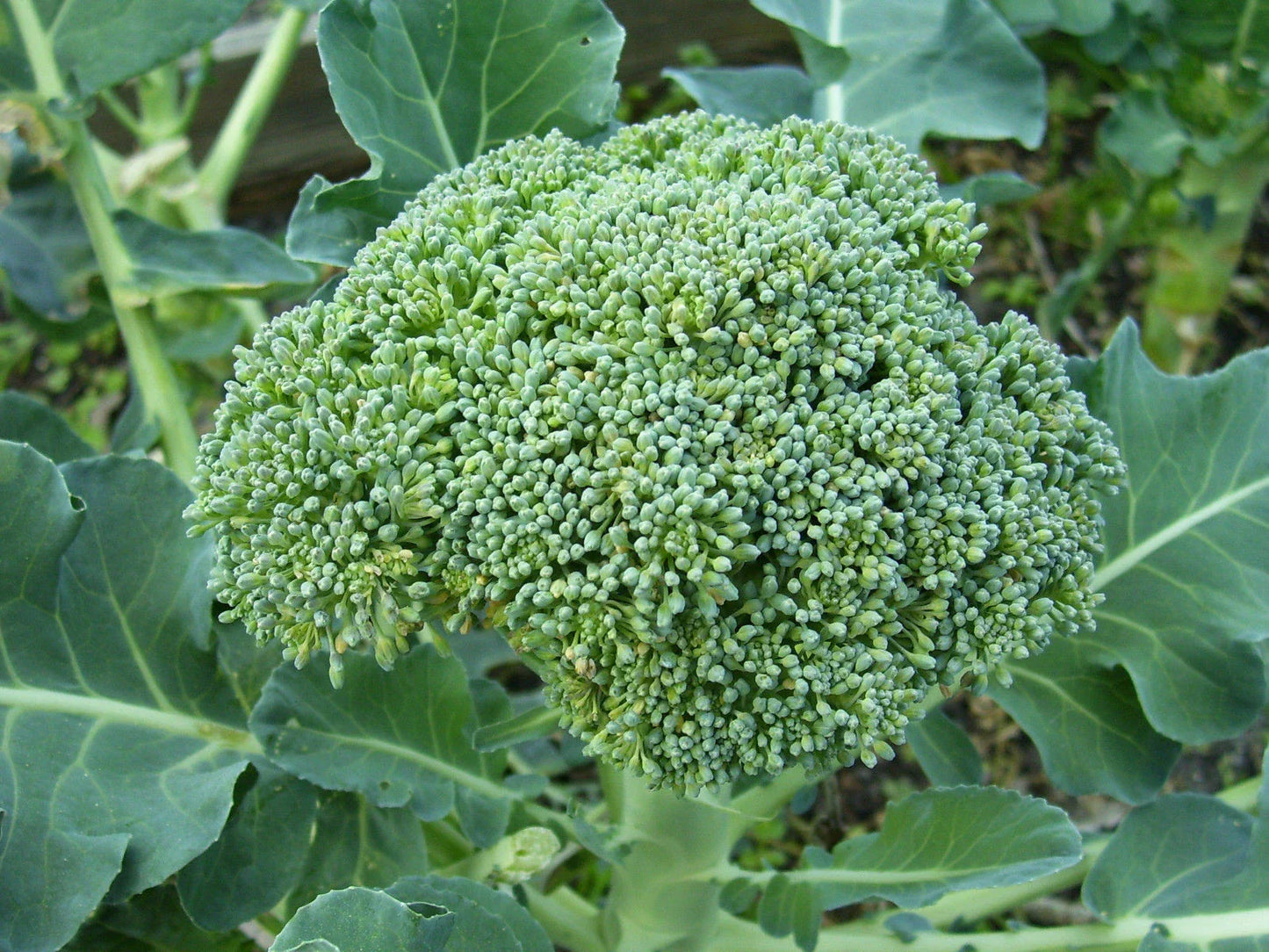 Broccoli De Cicco Seeds - Non-GMO Italian Variety Brassica oleracea