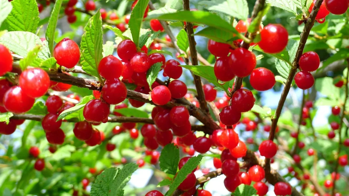 Nanking Cherry Seeds - 10 Pack - Edible Fruit Bush - Prunus tomentosa - Deciduous Shrub for Garden, Landscaping, and Pollinators
