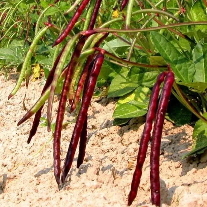 Mississippi Pinkeye II Purplehull Cowpea Seeds - Organic Vigna unguiculata, 50+ Seeds for Gardening & Farming