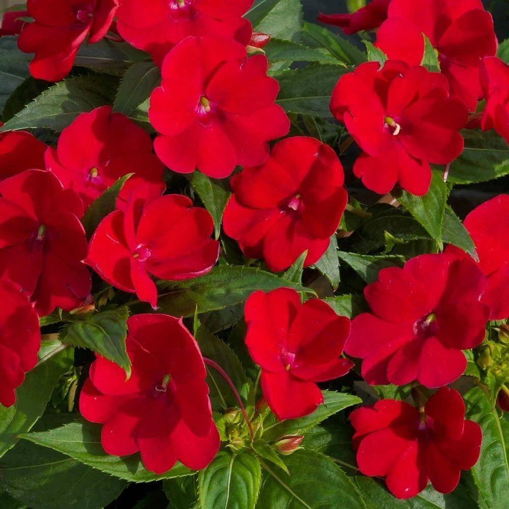 Impatiens Seeds 500 Royal Red Sun & Shade Impatiens walleriana, Busy Lizzy, Flower Seeds
