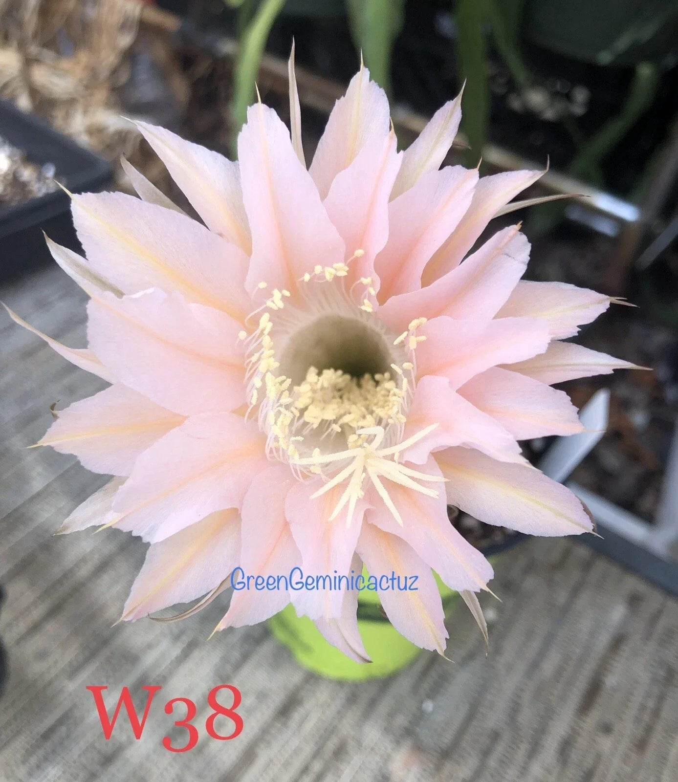 Echinopsis Hybrid Cactus Plants - Rooted Succulents for Indoor Gardening - Fragrant Blooms - 12-18 Inches - Well-Draining Soil