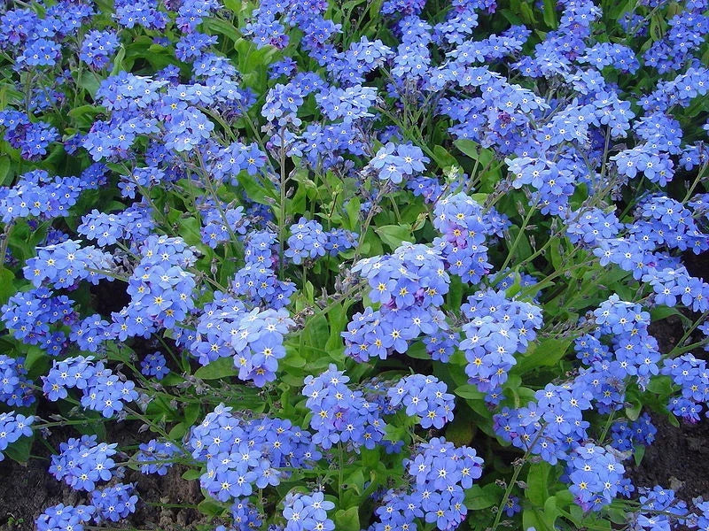Forget Me Not Seeds - Pack of 50 - Myosotis Victoria Indigo Blue - Blue Flower Seeds for Gardens & Containers