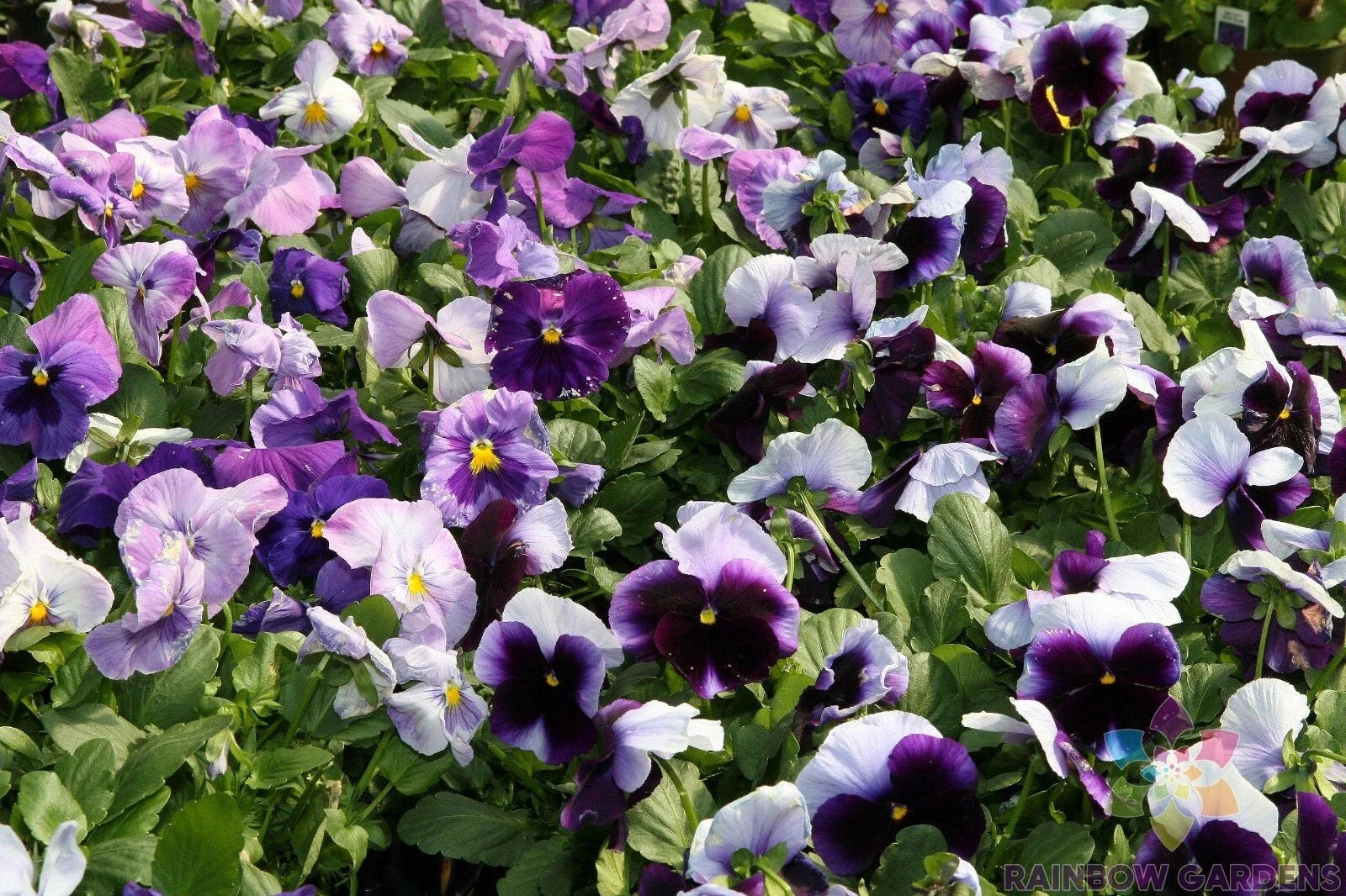Delta Beaconsfield Pansy Seeds - Viola x wittrockiana, 200+ Pack, Garden Flowers, Blue & Purple, Annual, Easy to Grow