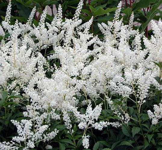 Astilbe Bare Root Divisions 40 Count - Pink Flowering Perennial Plant - Astilbe x arendsii 'Gladstone'