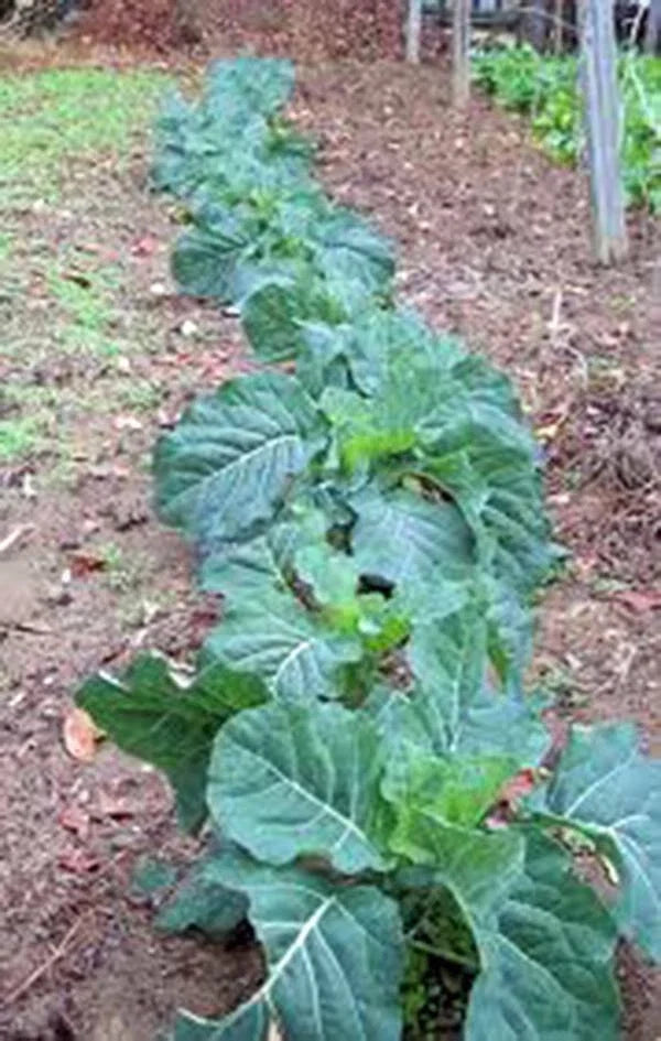Collard Green Seeds Heirloom Champion Variety Non-GMO 50+ Seeds Nutrient-Rich Greens for Gardening