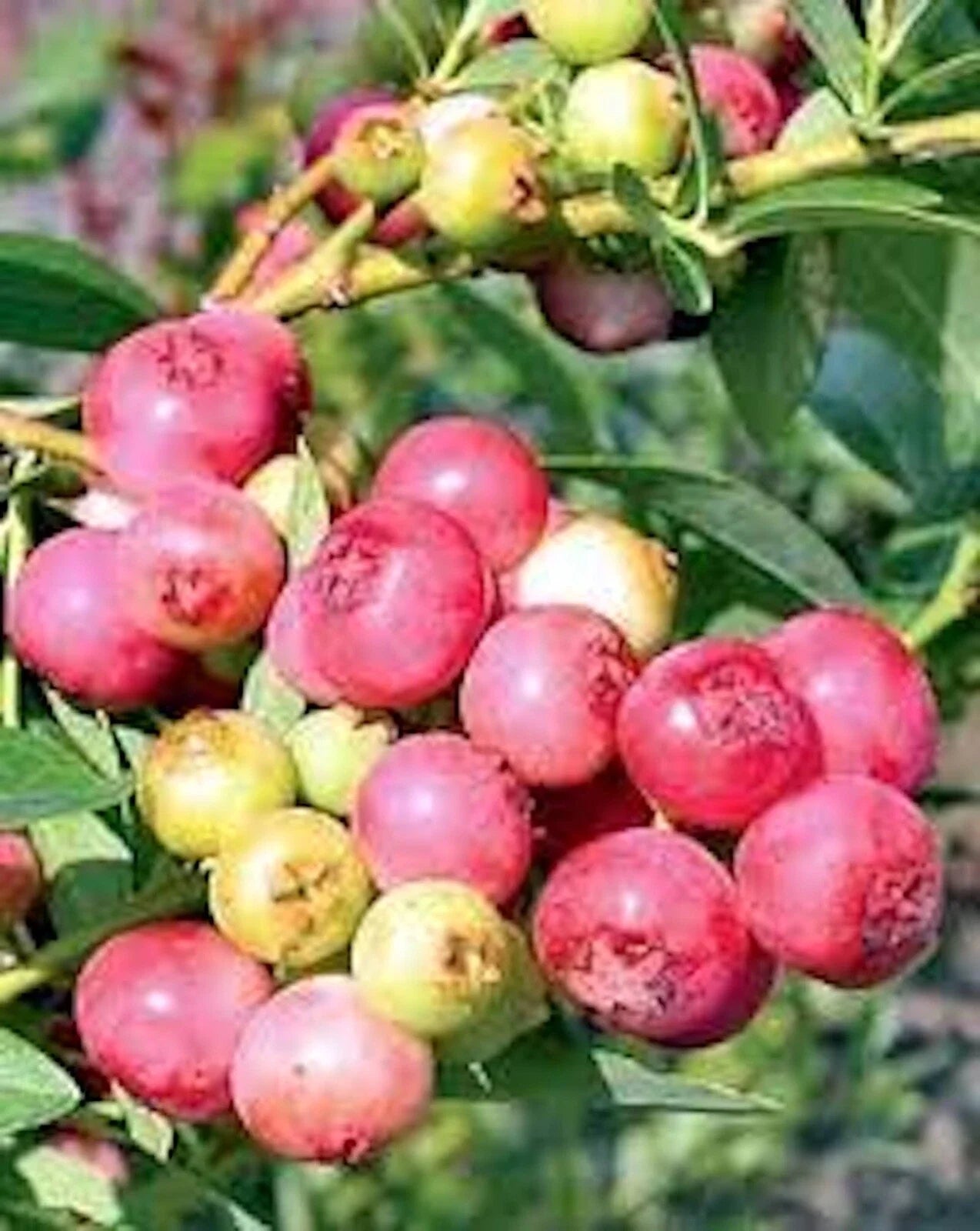 Blueberry Plant 1 Gallon Pink Lemonade Vaccinium Rabbiteye Edible Fruit Bushy Shrub for Zones 4-9