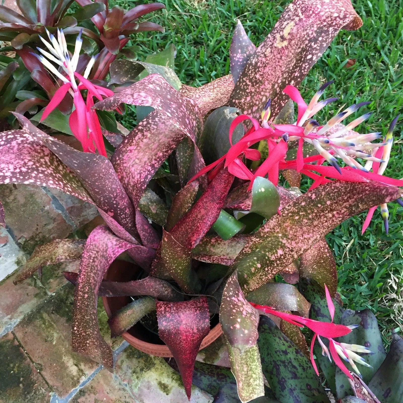 Billbergia Pink Champagne Bromeliad Tropical Plant - Vibrant Pink and Green Foliage, Indoor/Outdoor Houseplant