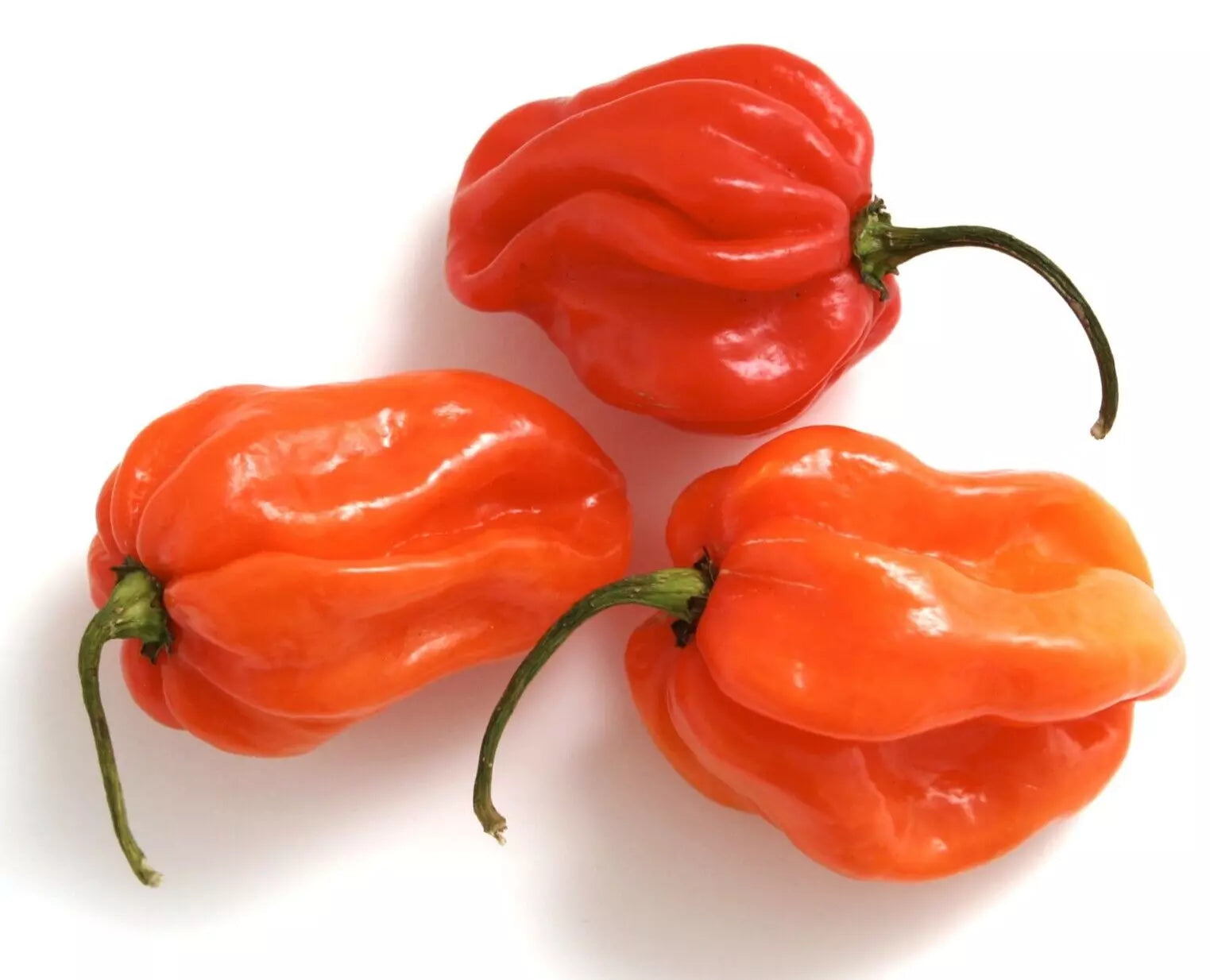 Red Tobago Scotch Bonnet Hot Pepper Seeds – 20 Premium Capsicum chinense Seeds for Spicy Garden, Salsas & Sauces