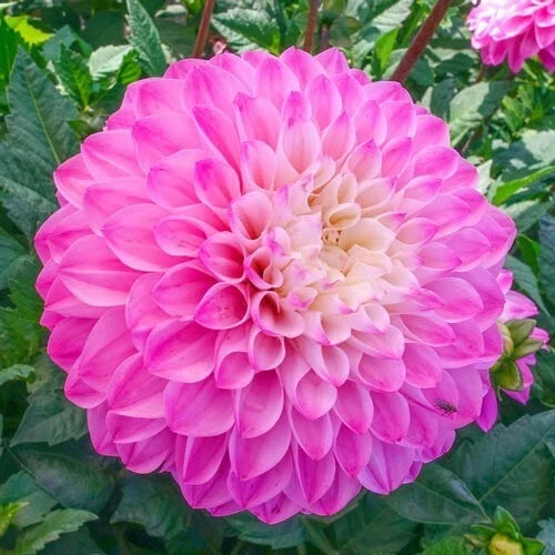25 Princess Gracias Dahlia Seeds | Perennial Flower Seeds | Vibrant Pink Red Orange Blooms | Dahlia pinnata