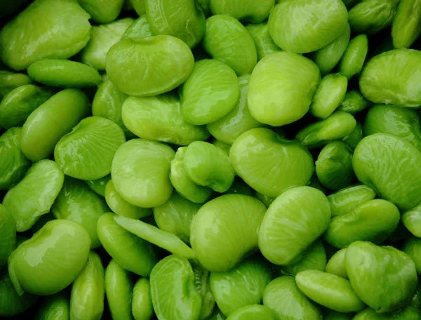 Lima Bean Seeds - Eastland Baby Lima - Non-GMO, Home Gardening, Phaseolus lunatus, Pack of 100 Seeds