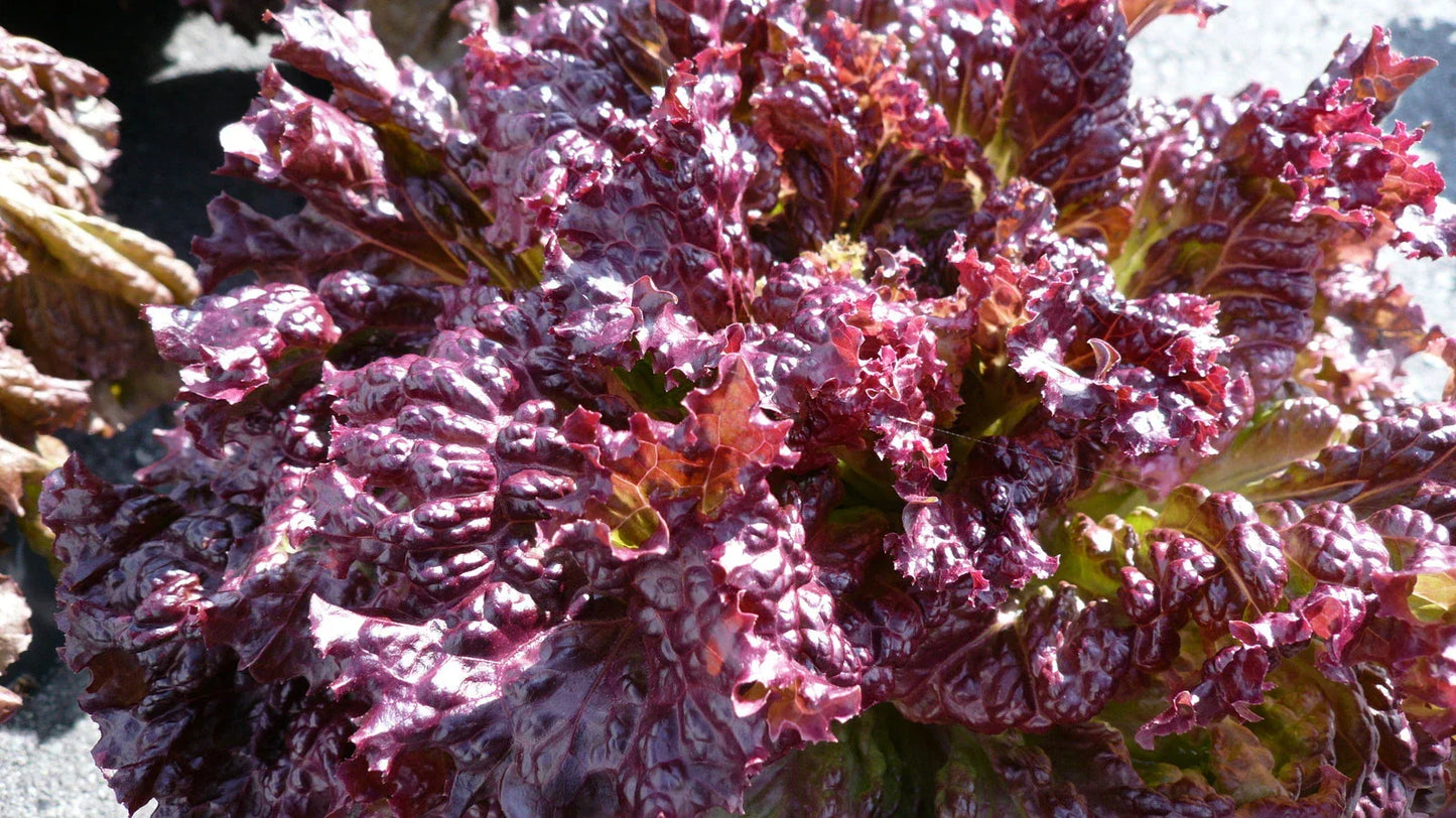 Lettuce Seeds Flame Variety - Fresh Non-GMO Seeds for Home Gardening