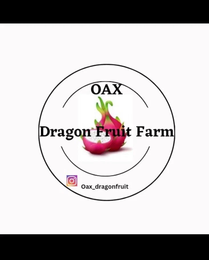 Purple Haze Dragon Fruit Cuttings - Mature Hylocereus undatus for Easy Growing