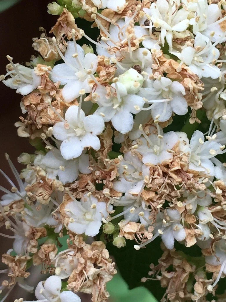 Arrow Wood Viburnum Seeds - Viburnum dentatum Native Shrub for Wildlife Gardens