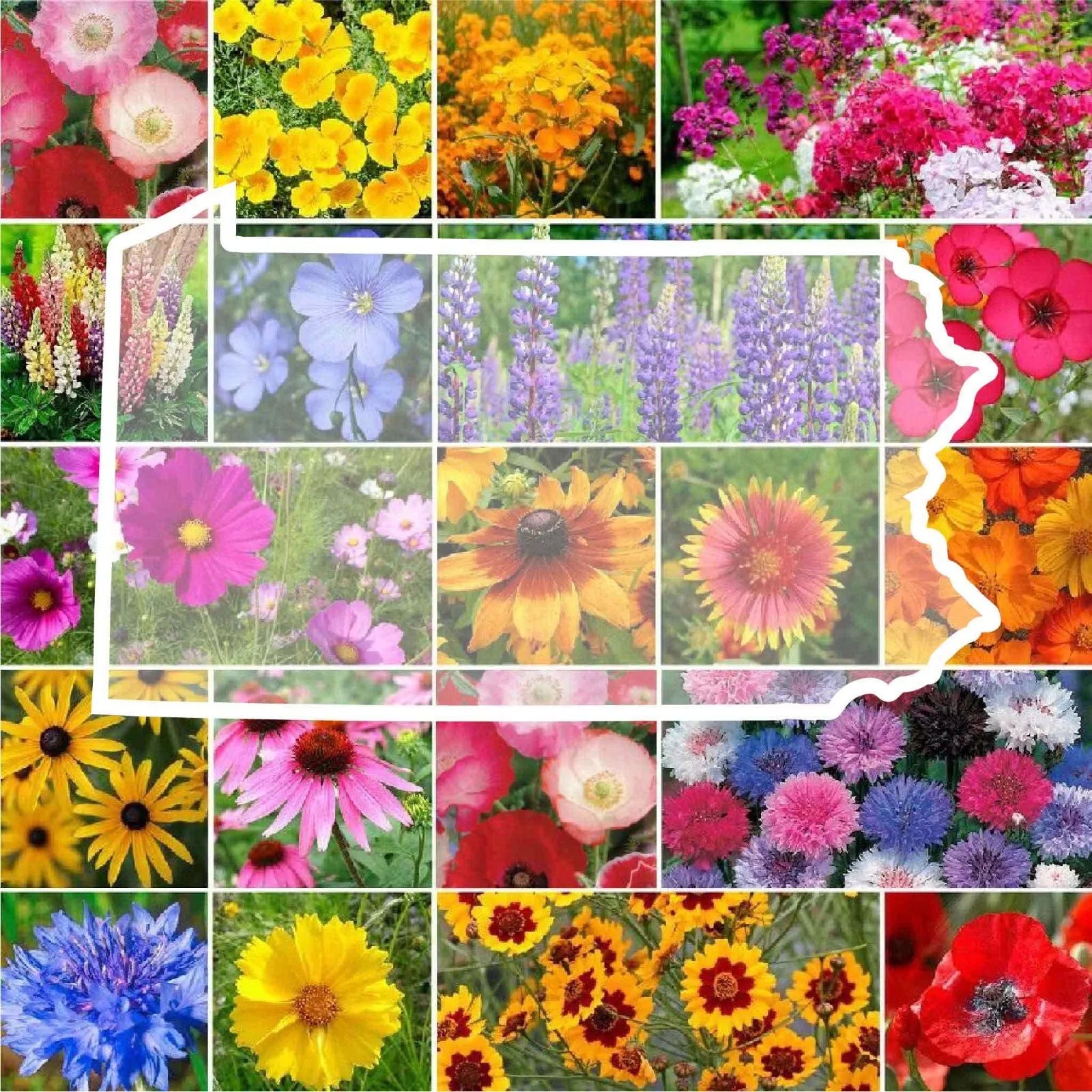 Pennsylvania Wildflower Seed Mix - Native Perennials & Annuals, Non-GMO, 1000 Seeds for Pollinator Gardens