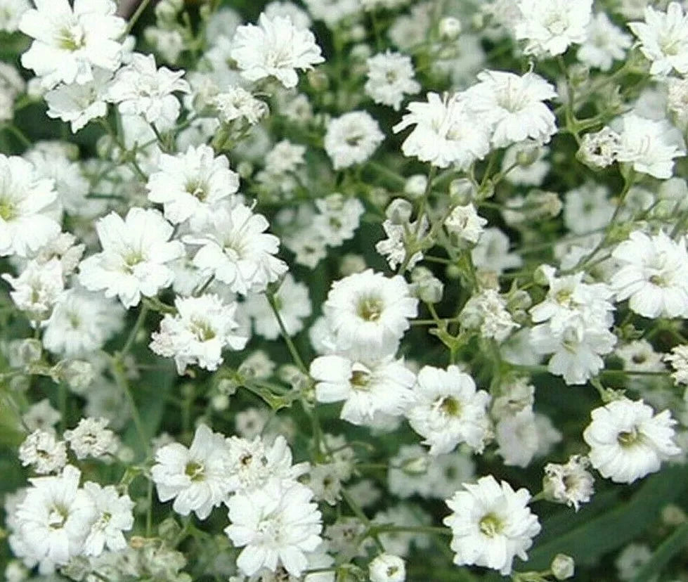 Baby's Breath Seeds 1000+ Gypsophila paniculata White Flower Annual Garden Seeds