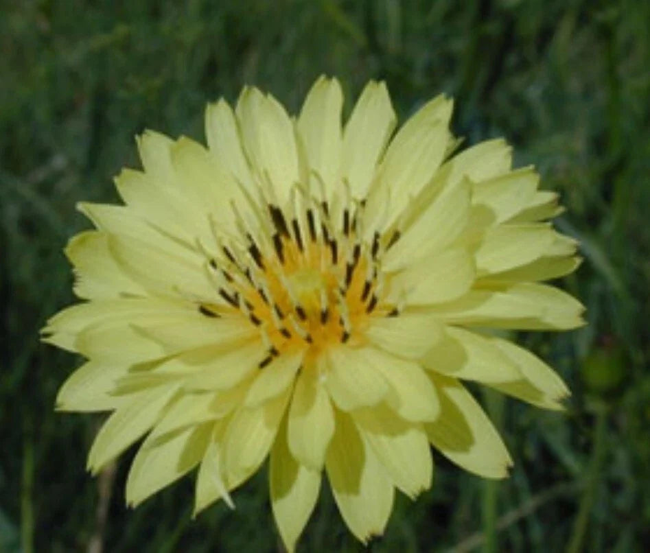 Organic False Dandelion Herb Seeds 50 Count Hypochaeris radicata Cat's Ear Non-GMO Heirloom