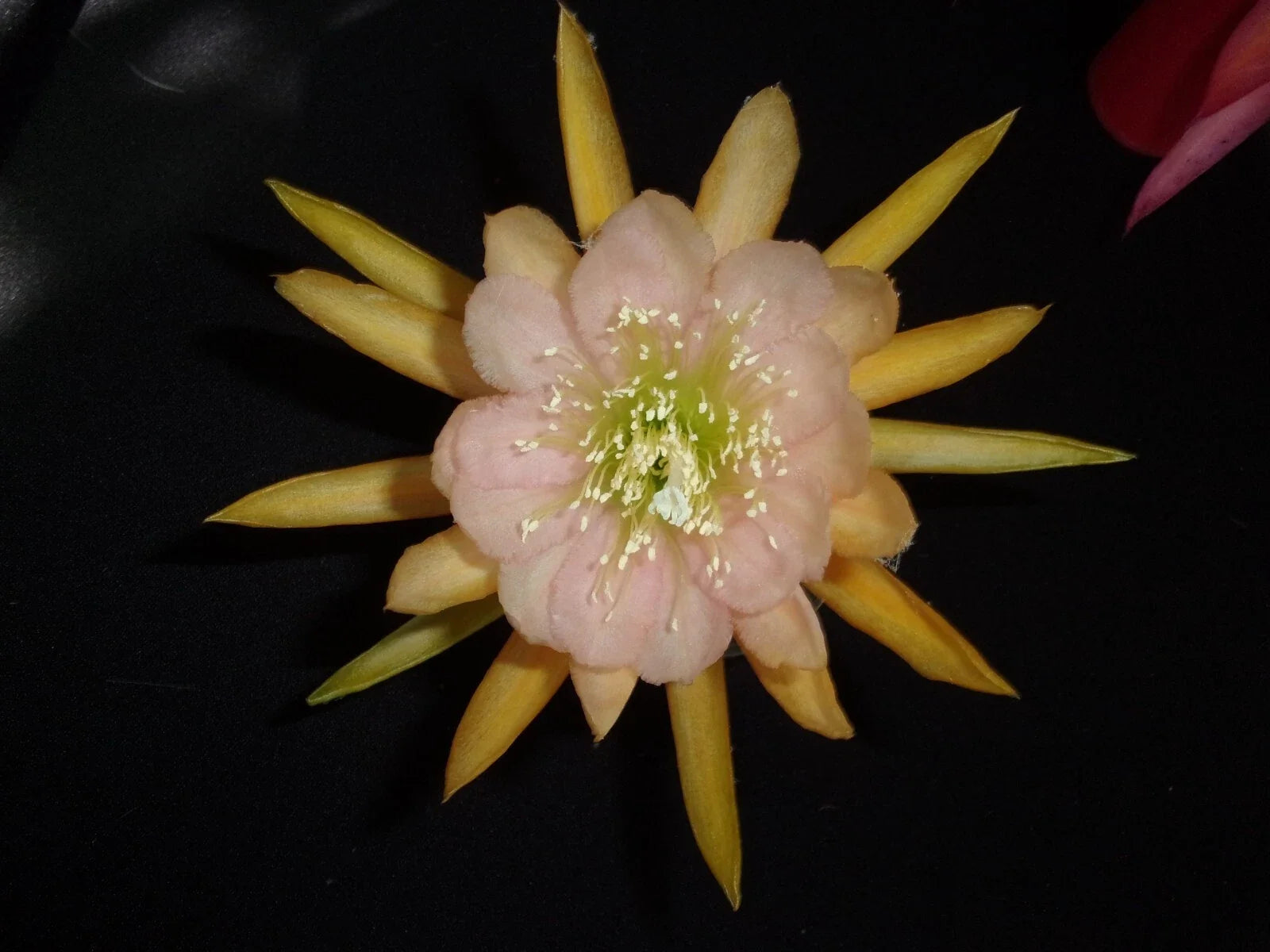 Epiphyllum Orchid Cactus Cutting - Autumn Pink Variety - Epiphyllum spp. Indoor Plant for Propagation