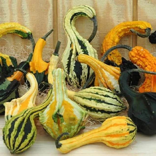 Gourd Seeds for Planting, Exotic Color Mix, Cucurbita pepo, Autumn Wings, 20 Seeds