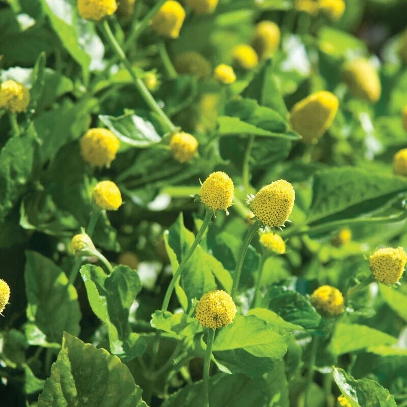 Paracress Seeds - 100 Count - Medicinal Herb for Natural Remedies - Toothache Plant - Acmella oleracea