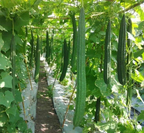Luffa Gourd Seeds - Ridged Loofah Sponge & Chinese Okra - Luffa acutangula, Climbing Vine, Pack of 10+ Seeds