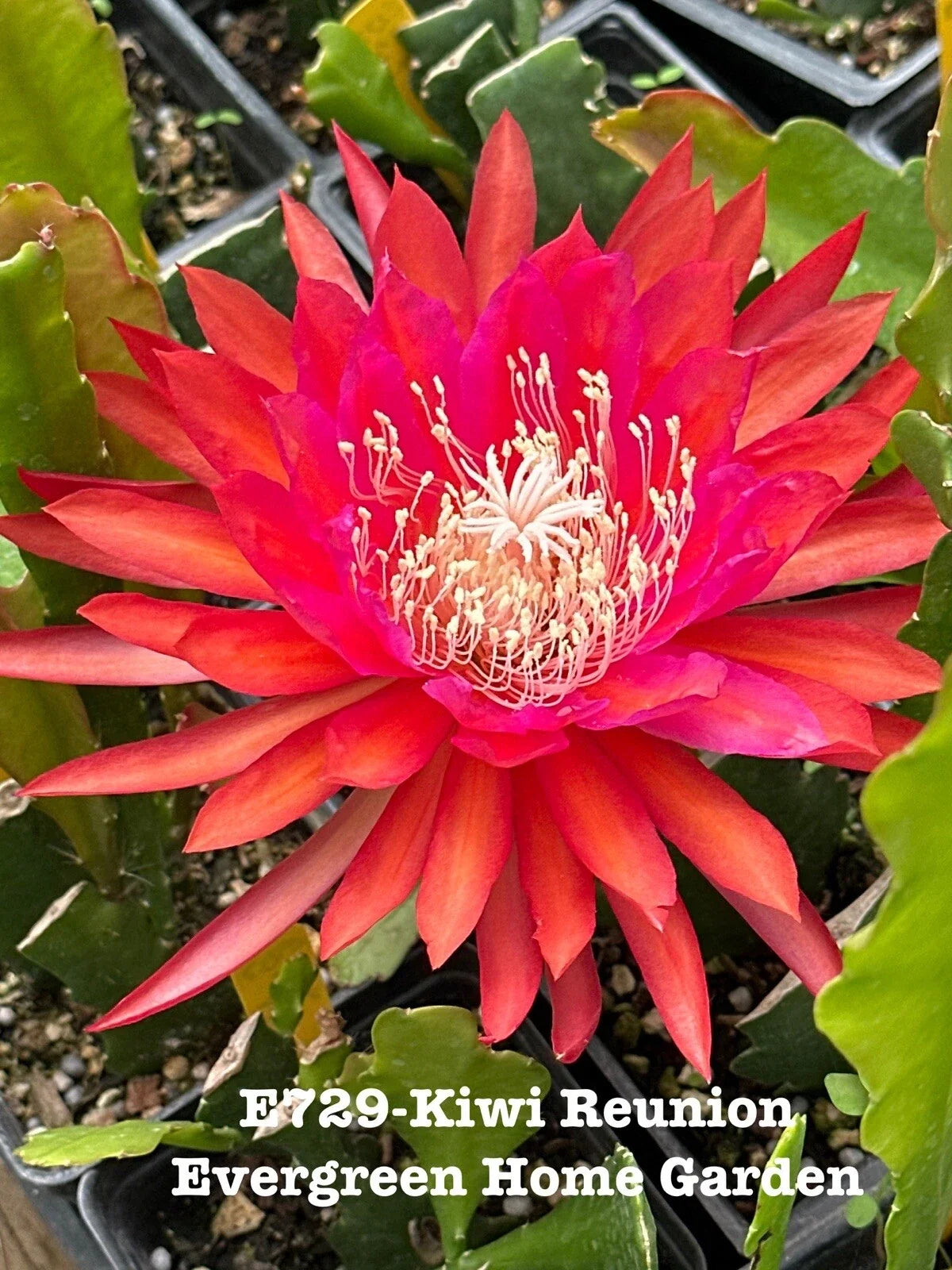 Epiphyllum Orchid Cactus Kiwi Reunion Rooted Plant in 4" Pot, Tropical Houseplant, Epiphyllum spp.