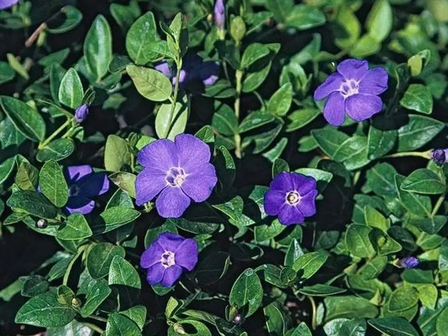 Periwinkle Vinca Minor Ground Cover - 10 Bare-Root Shade-Loving Drought Tolerant Erosion Control Plants