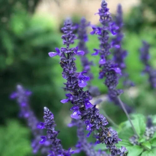 Salvia Seeds 50 Pack - Playin' the Blues Perennial Flower, Vibrant Blue Blooms, Salvia guaranitica, Butterfly & Pollinator Attracting