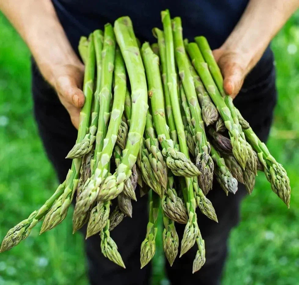 Asparagus Seeds 100+ Pack - Mary Washington Variety - Non-GMO Heirloom Organic