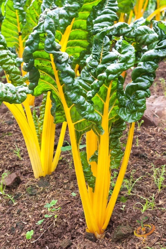 Orange Swiss Chard Seeds - 50 Pack, Beta vulgaris var. cicla, Nutrient-Rich Leafy Greens for Home Gardens