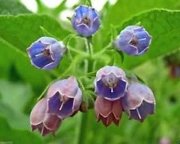 Comfrey Seeds 10 Pack - Symphytum Officinale Healing Herb for Garden Soil Enrichment