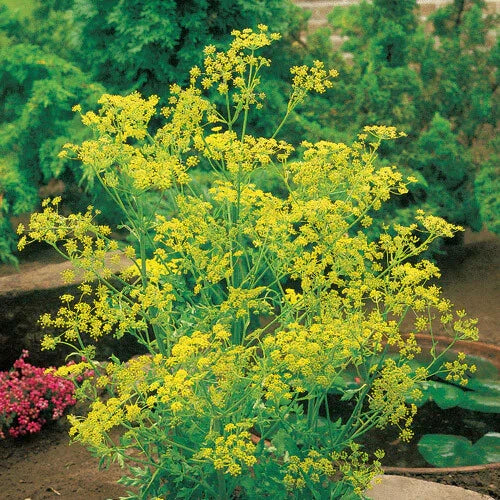 Bouquet Dill Seeds | 500 Heirloom Non-GMO Anethum graveolens Seeds