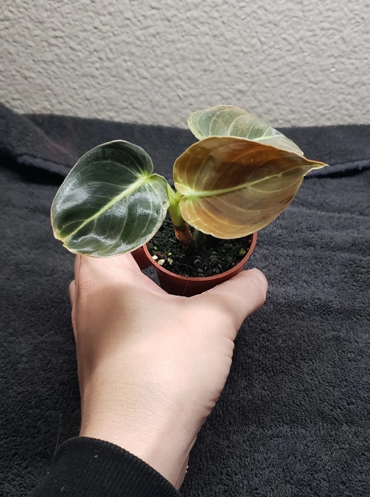 Philodendron melanochrysum Houseplant 2in Pot Black Gold Indoor Plant, Rooted Tropical Foliage