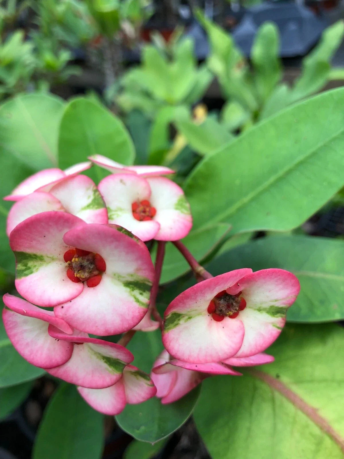 Thai Hybrid Crown of Thorns Rooted Cutting - Euphorbia milii Variegated Succulent Plant for Indoor & Outdoor Gardening