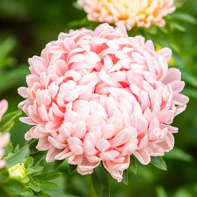 Peony Seeds 50 Duchess Apricot Aster | High-Quality Paeony Flower Seeds for Garden Planting
