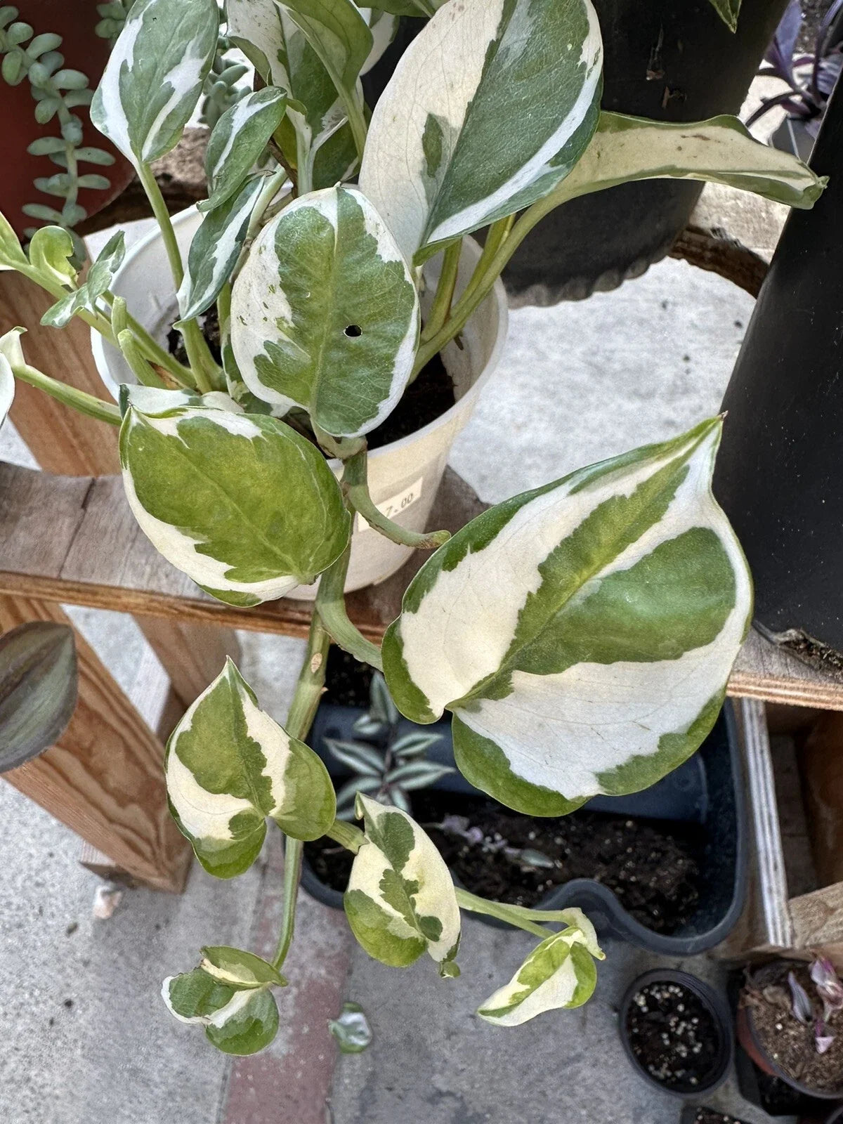 N'Joy Pothos Unrooted Cuttings - Epipremnum aureum Houseplant Propagation Set of 3