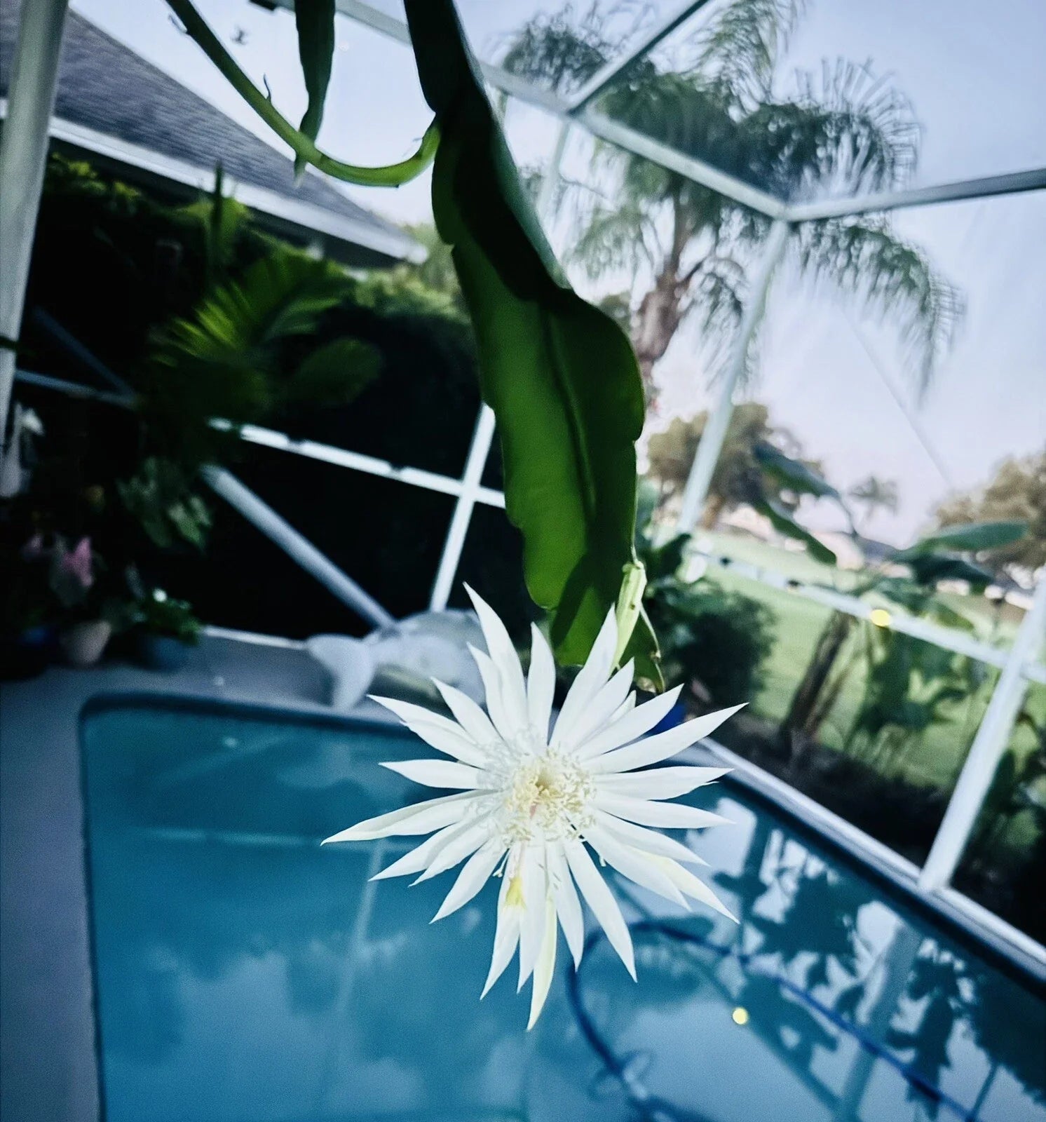 Epiphyllum Orchid Cactus Cuttings 10 Inches Rooted Hookeri Indoor Houseplant, Succulent Decor