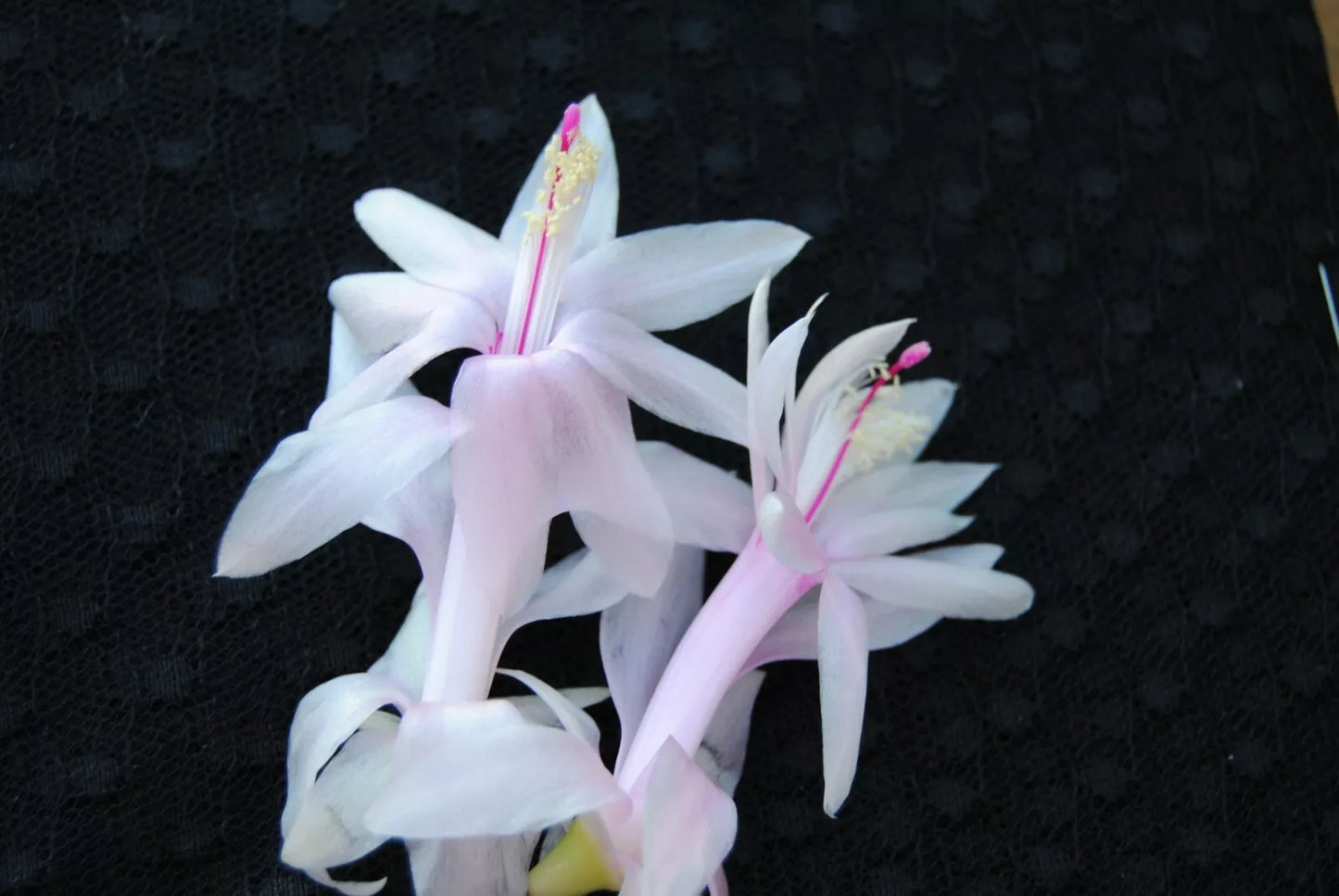 Christmas Cactus Starter Plant - Angel Kisses Schlumbergera Truncata - Well Rooted Home Decor