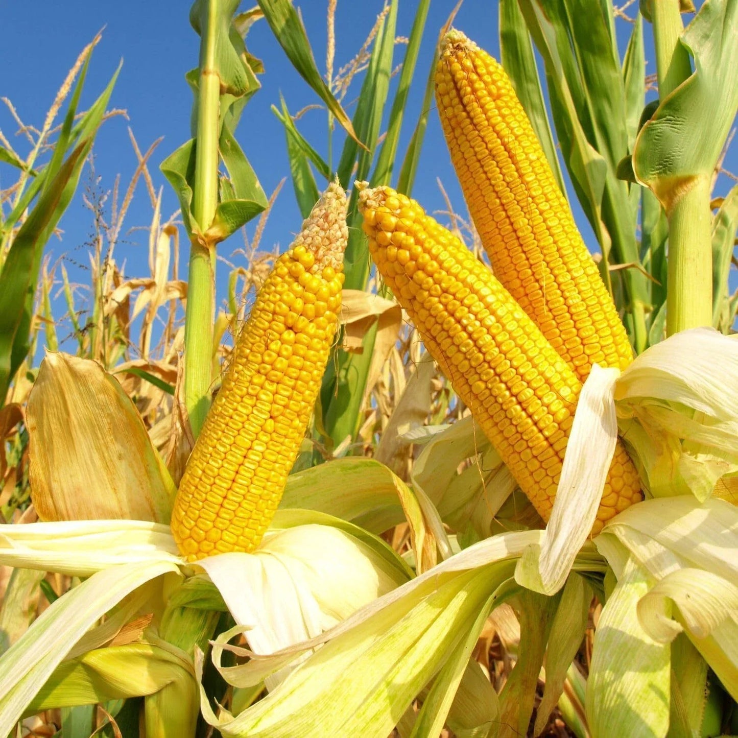Reid's Yellow Dent Field Corn Seeds – High Yield Zea mays Grain & Animal Feed – 20+ Seeds Pack