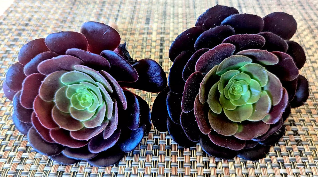 AEONIUM Black Rose Cuttings - 2 Pack 3" Diameter Succulent Plants