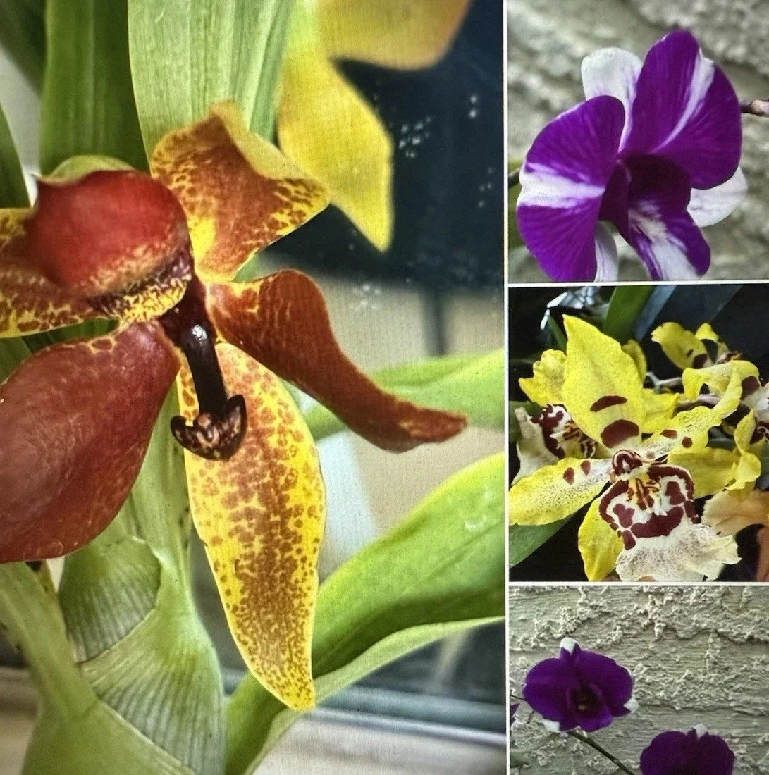 Mixed Orchid Bulb Collection - 10 Premium Divisions, No Pot, Indoor Garden, Orchidaceae