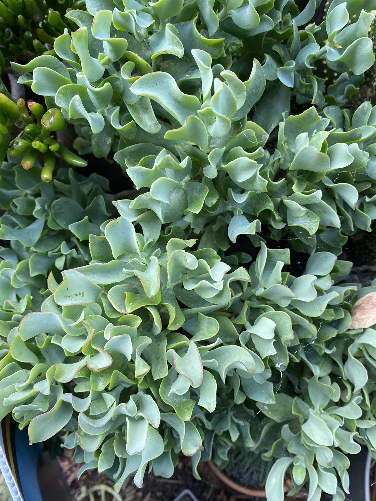 Ripple Jade Cuttings 3 Pack | Ruffle Jade Succulent Propagation | Crassula arborescens subsp. undulatifolia