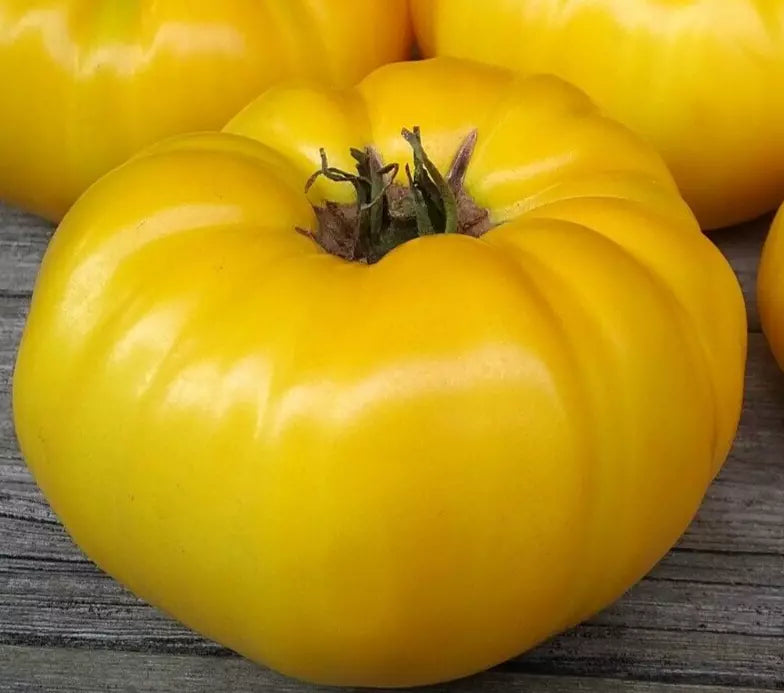 Yellow Brandywine Tomato Seeds – Indeterminate Heirloom Vegetable Seeds, Solanum lycopersicum, 100+ Pack
