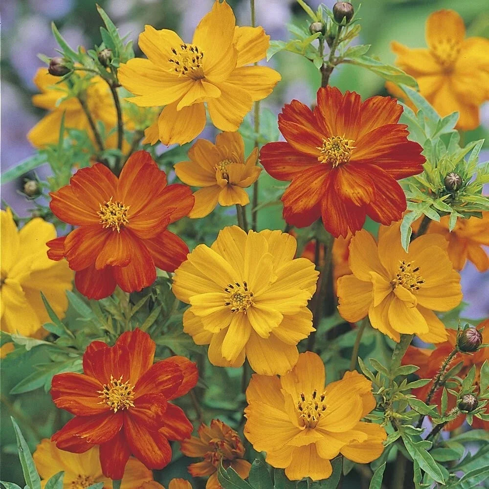 Ladybird Cosmos Seeds - 200+ Pack for Garden Planting - Cosmos bipinnatus Flower Seeds for Borders & Containers