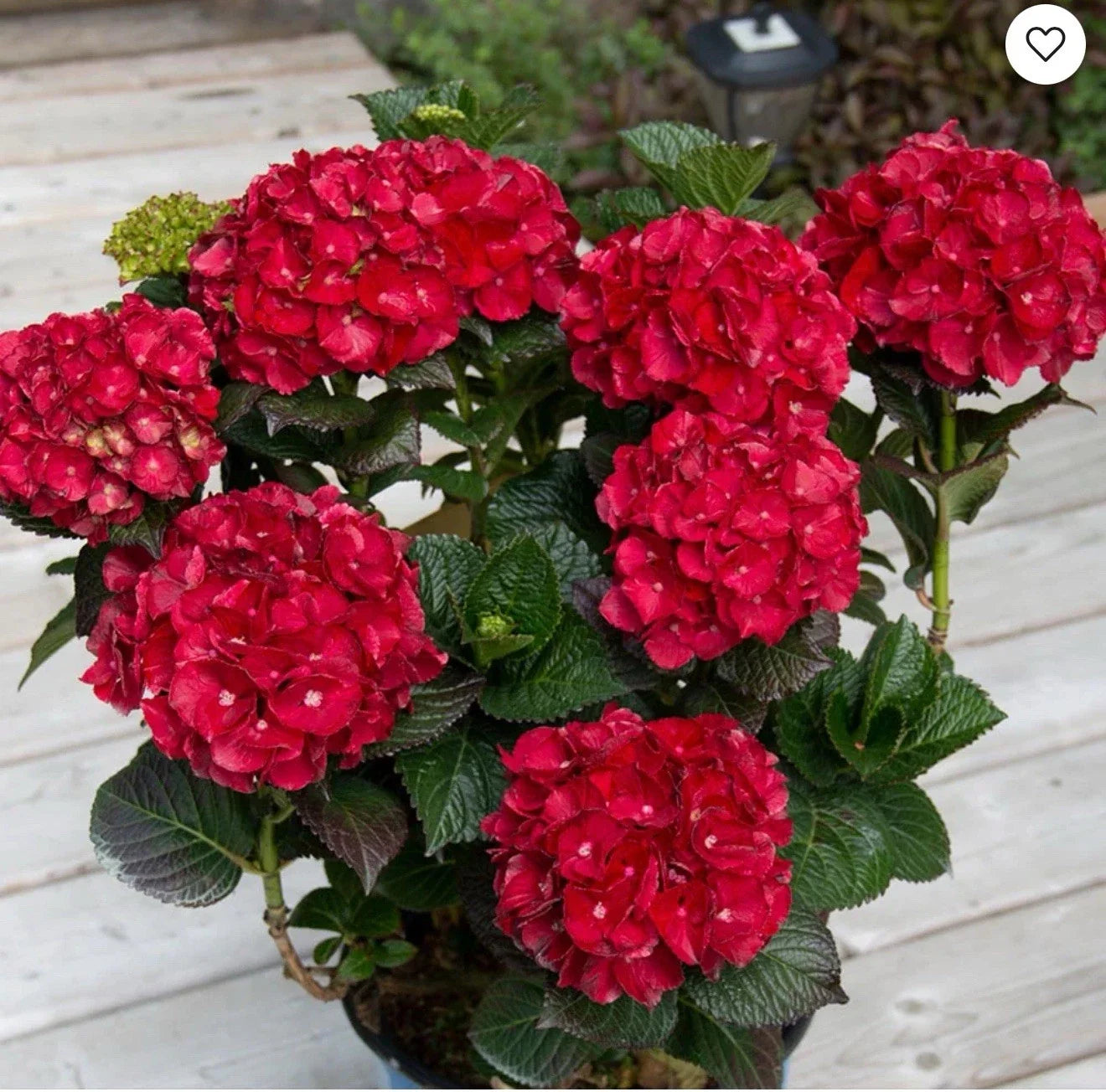 Heart Throb Hydrangea Starter Plant, Blood Red Blooms, Hydrangea macrophylla, Well-Rooted 4-Inch Pot