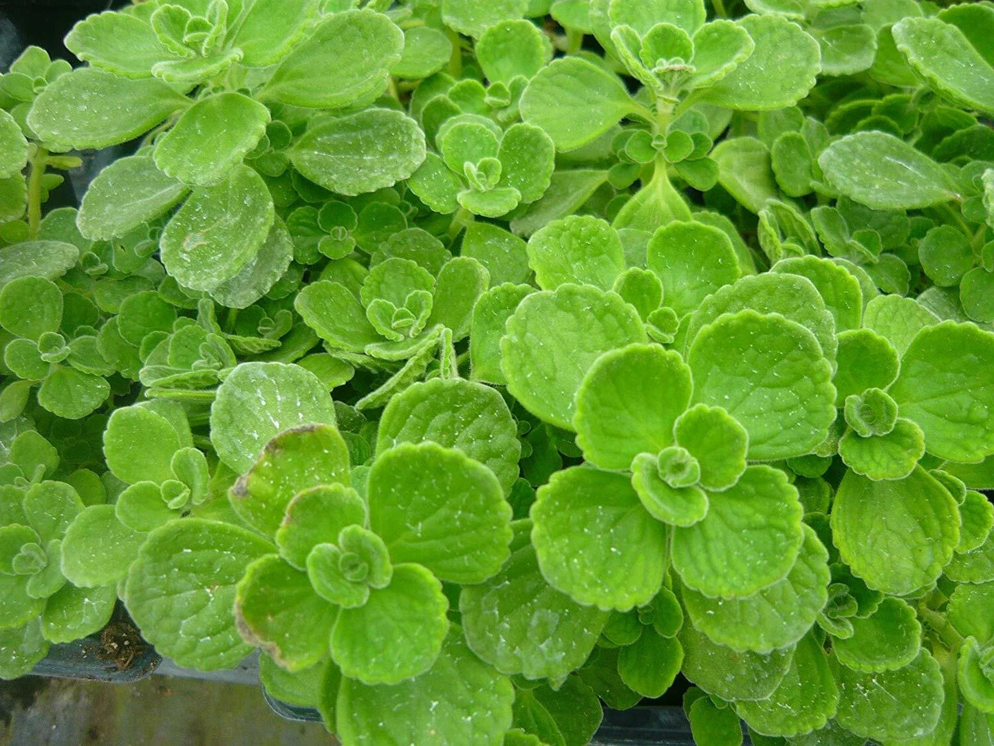 Vicks Plant Set of 2 Starter Plants | Plectranthus Tomentosa | Aromatic Houseplant | Medicinal Indoor Succulent