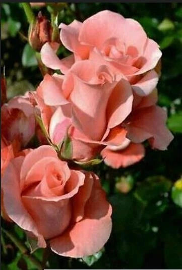 Salmon Rose Seeds - 15 Perennial Bush Shrub Seeds Rosa spp. for Garden, Borders, and Pollinator Attraction