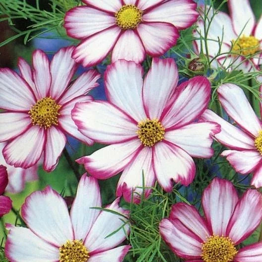 Cosmos Seeds - 150 Non-GMO Pink and White Striped Flowers for Cut Arrangements - Cosmos bipinnatus