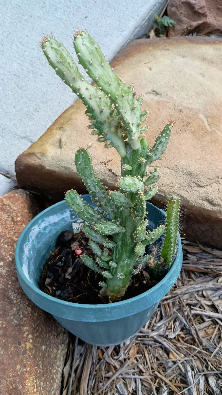 Variegated Joseph's Coat Cactus Plant 4-6 Inches with Roots - Euphorbia milli Succulent Indoor Outdoor