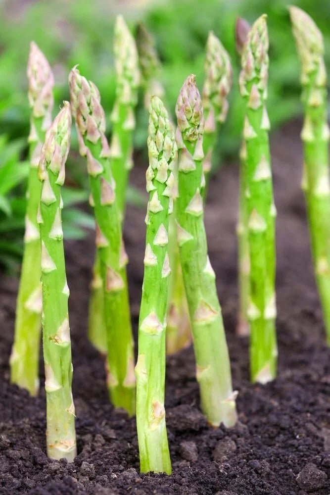 Asparagus Bare Root Plants 2-Year Crowns Millennium Variety - Asparagus officinalis, Hardy, Full Sun