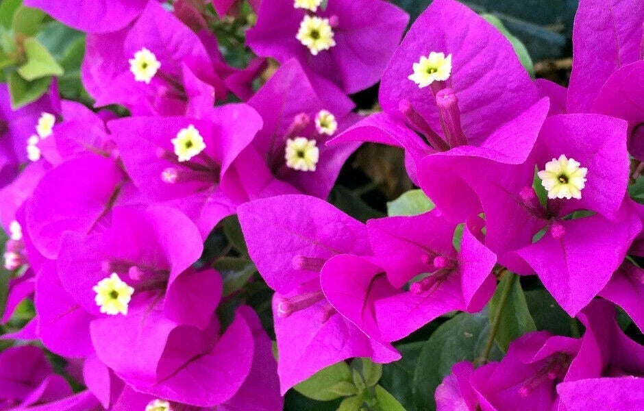 Bougainvillea Starter Plant | Small Well-Rooted | Elizabeth Angus Variety | Bougainvillea 'Elizabeth Angus'